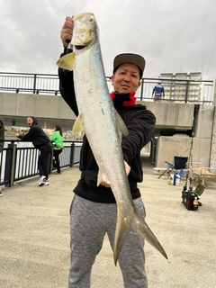 カライワシの釣果