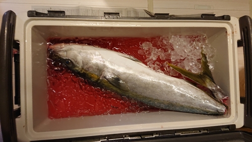 ハマチの釣果