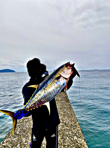 キハダマグロの釣果