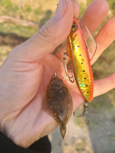 カレイの釣果