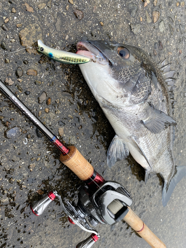 チヌの釣果