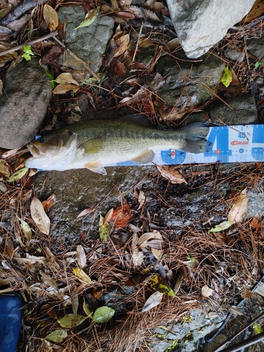 ブラックバスの釣果