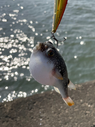 クサフグの釣果