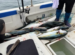 ヒラマサの釣果