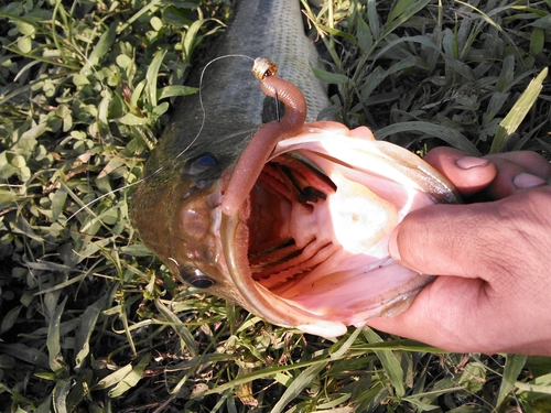 ブラックバスの釣果