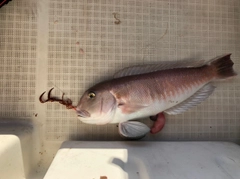 シロアマダイの釣果