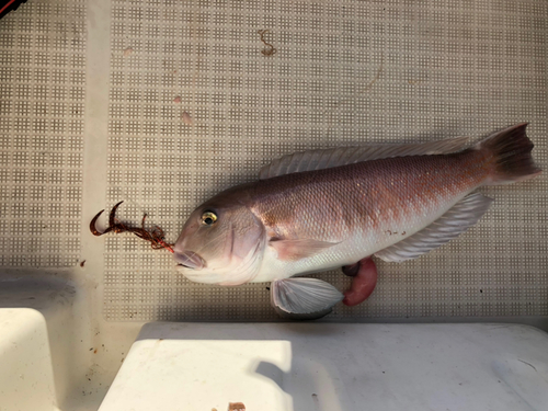 シロアマダイの釣果