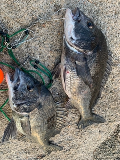 クロダイの釣果