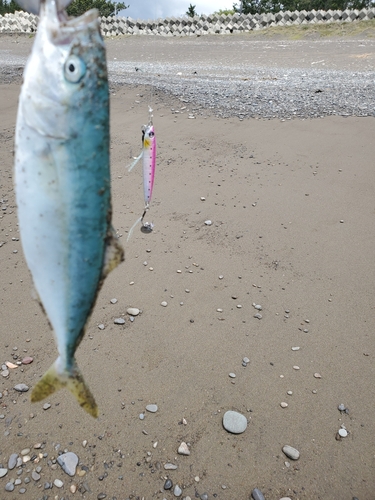 ツバスの釣果