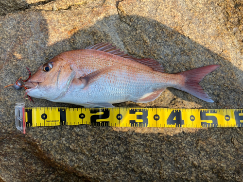 マダイの釣果