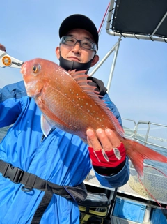 マダイの釣果