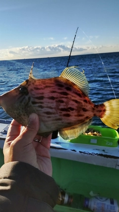 カワハギの釣果