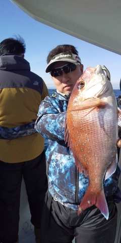 マダイの釣果