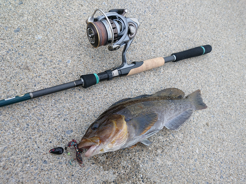 アイナメの釣果