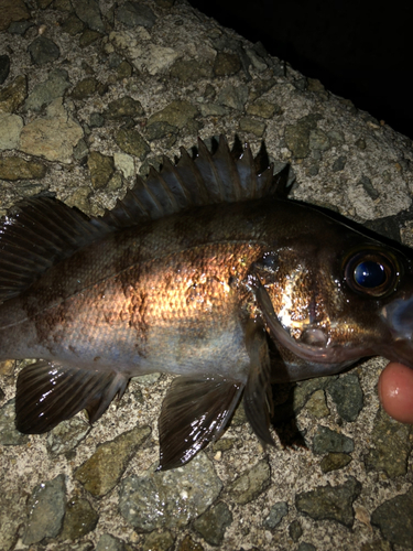 キンメバルの釣果