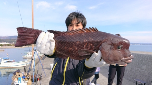 カンダイの釣果