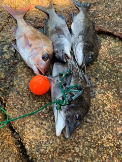 クロダイの釣果