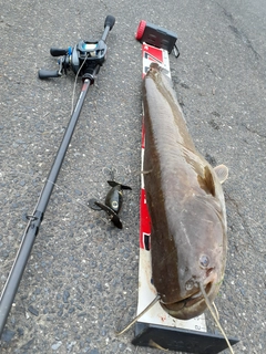マナマズの釣果