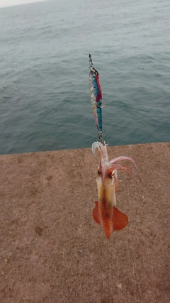 ケンサキイカの釣果