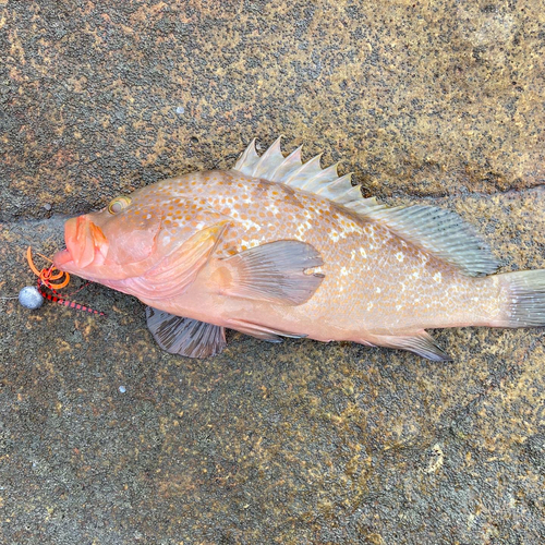 アコウの釣果