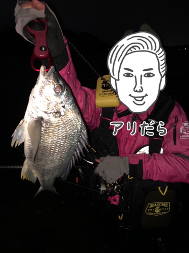 キビレの釣果