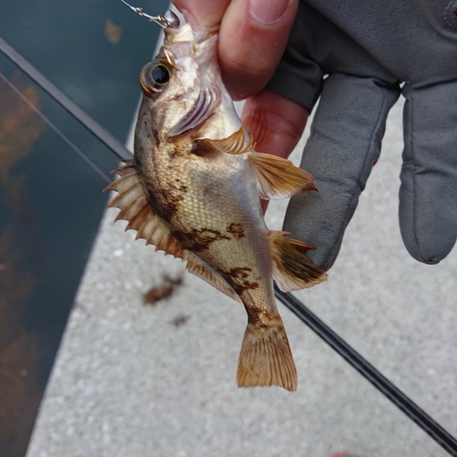 メバルの釣果