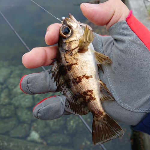 メバルの釣果