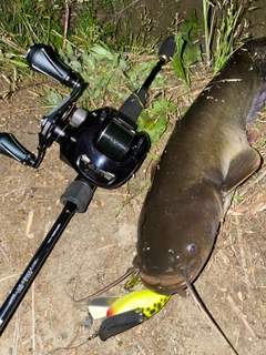 ナマズの釣果