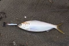 コノシロの釣果