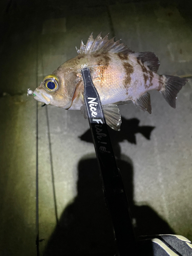 シロメバルの釣果