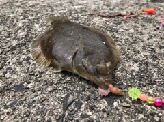 カレイの釣果