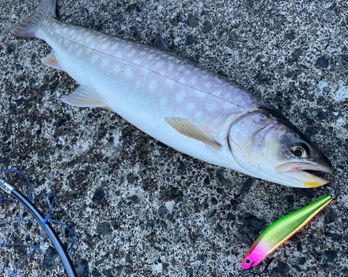 アメマスの釣果