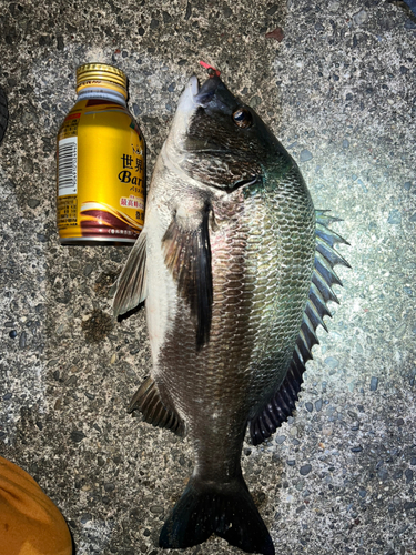 クロダイの釣果