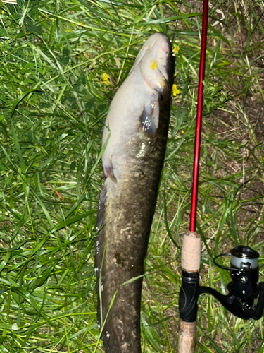 ナマズの釣果