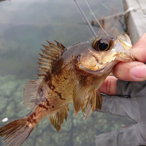 メバルの釣果