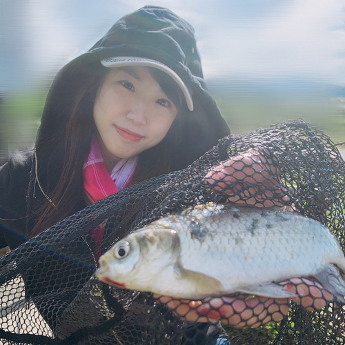 ヘラブナの釣果