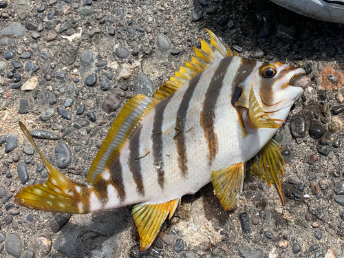 タカノハダイの釣果