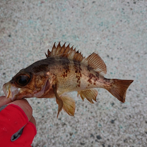 メバルの釣果