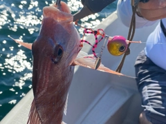 タイの釣果