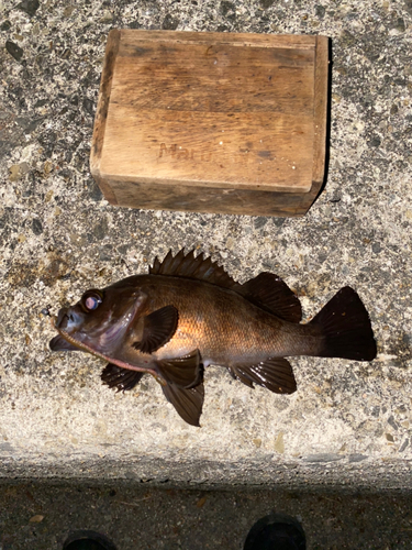 クロメバルの釣果