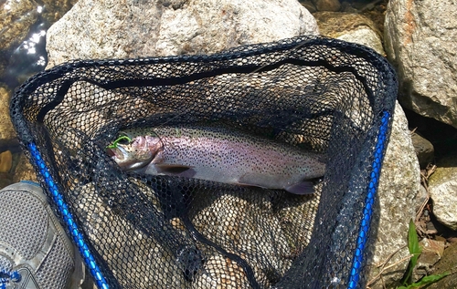 ニジマスの釣果