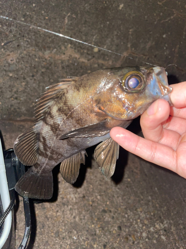 シロメバルの釣果