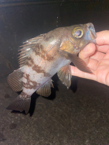 シロメバルの釣果