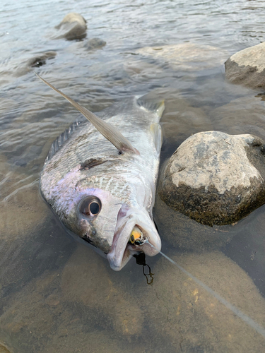 キチヌの釣果