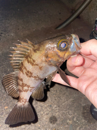 シロメバルの釣果