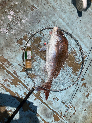 マダイの釣果