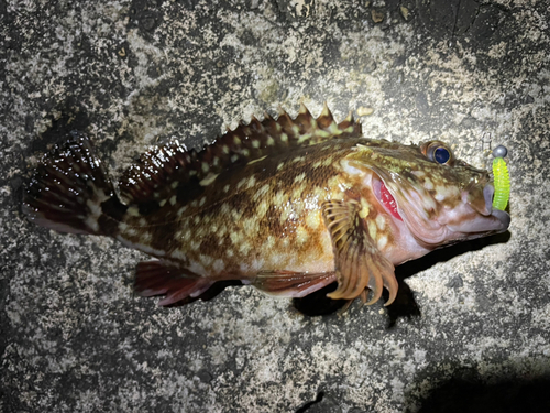 カサゴの釣果