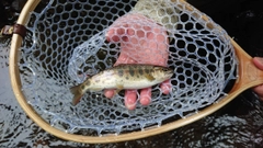 ヤマメの釣果