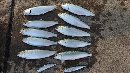 カタボシイワシの釣果