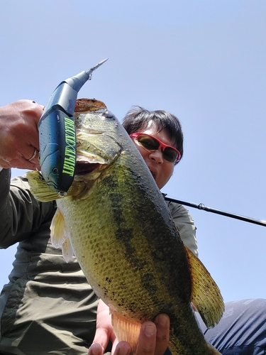 ブラックバスの釣果